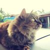 Muhd Faiz